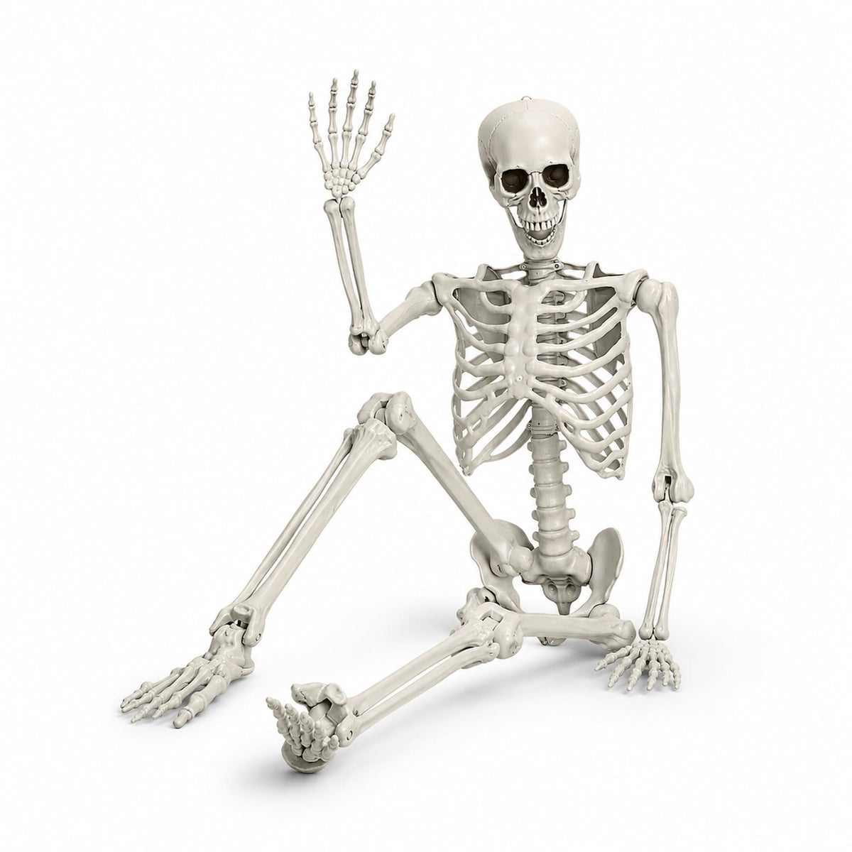 Life Size Poseable Skeleton with Movable Joints U6936