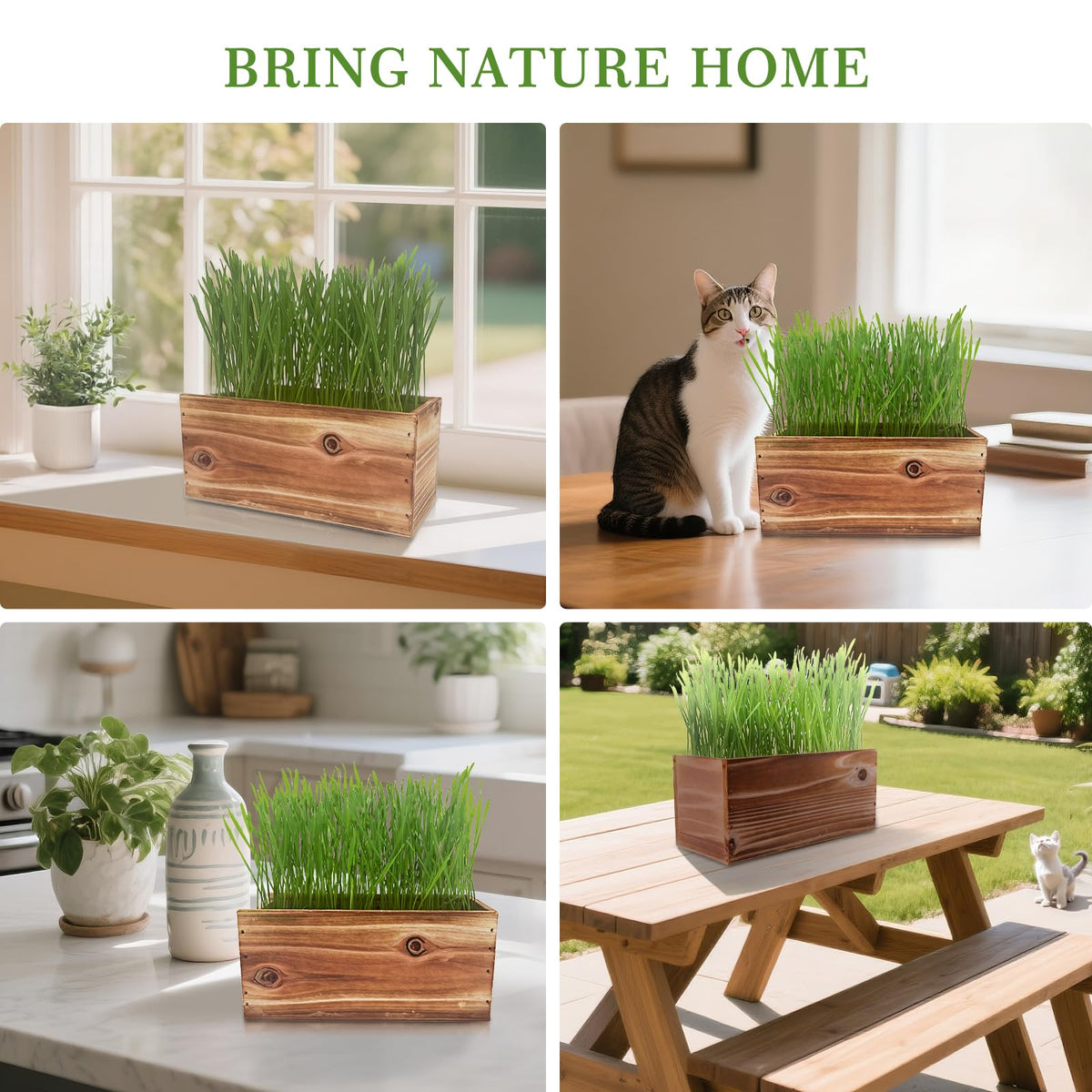 5-Pack Cat Grass Kit with Wood Planter E90644