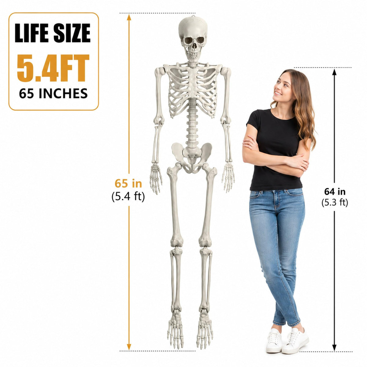 Life Size Poseable Skeleton with Movable Joints U6936