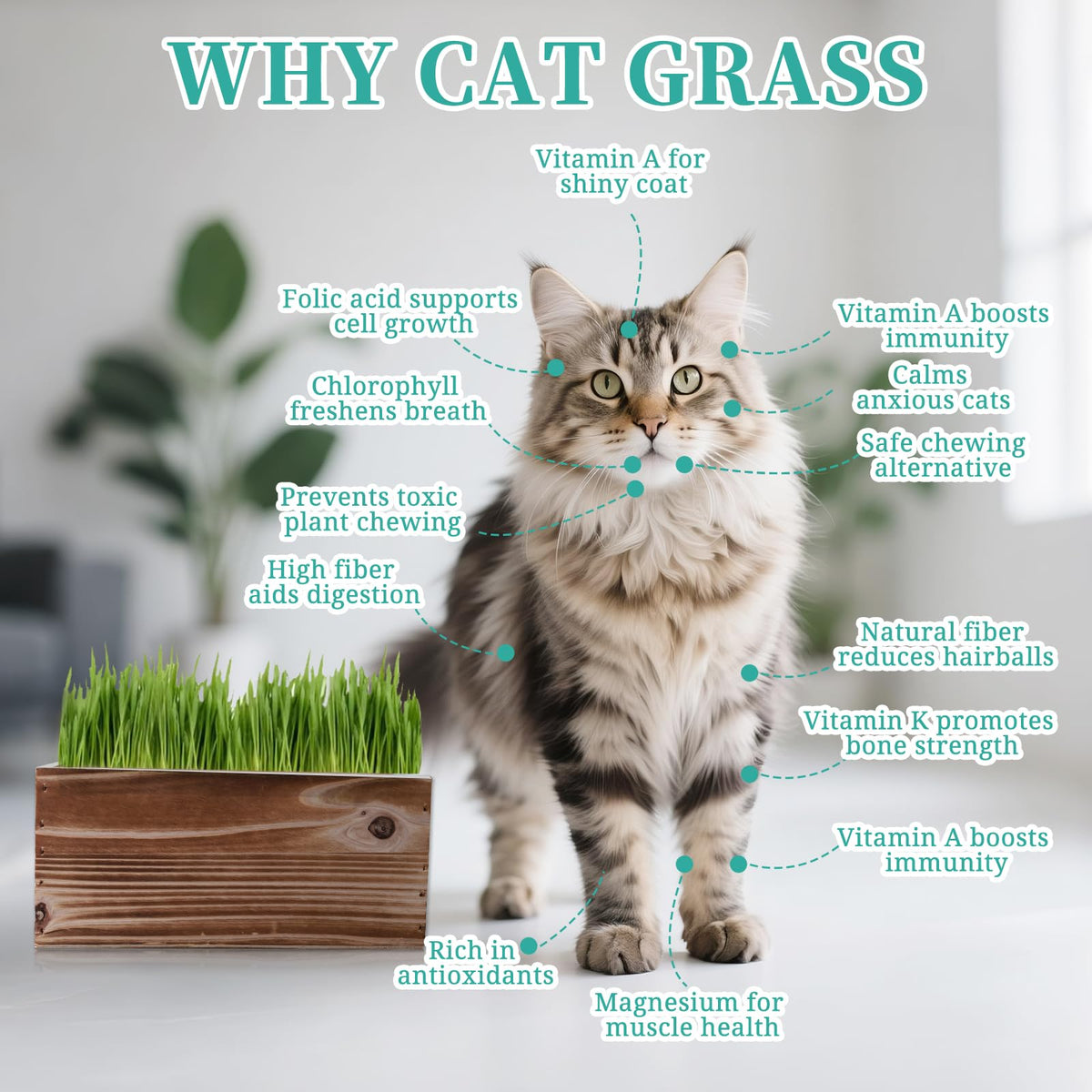 5-Pack Cat Grass Kit with Wood Planter E90644