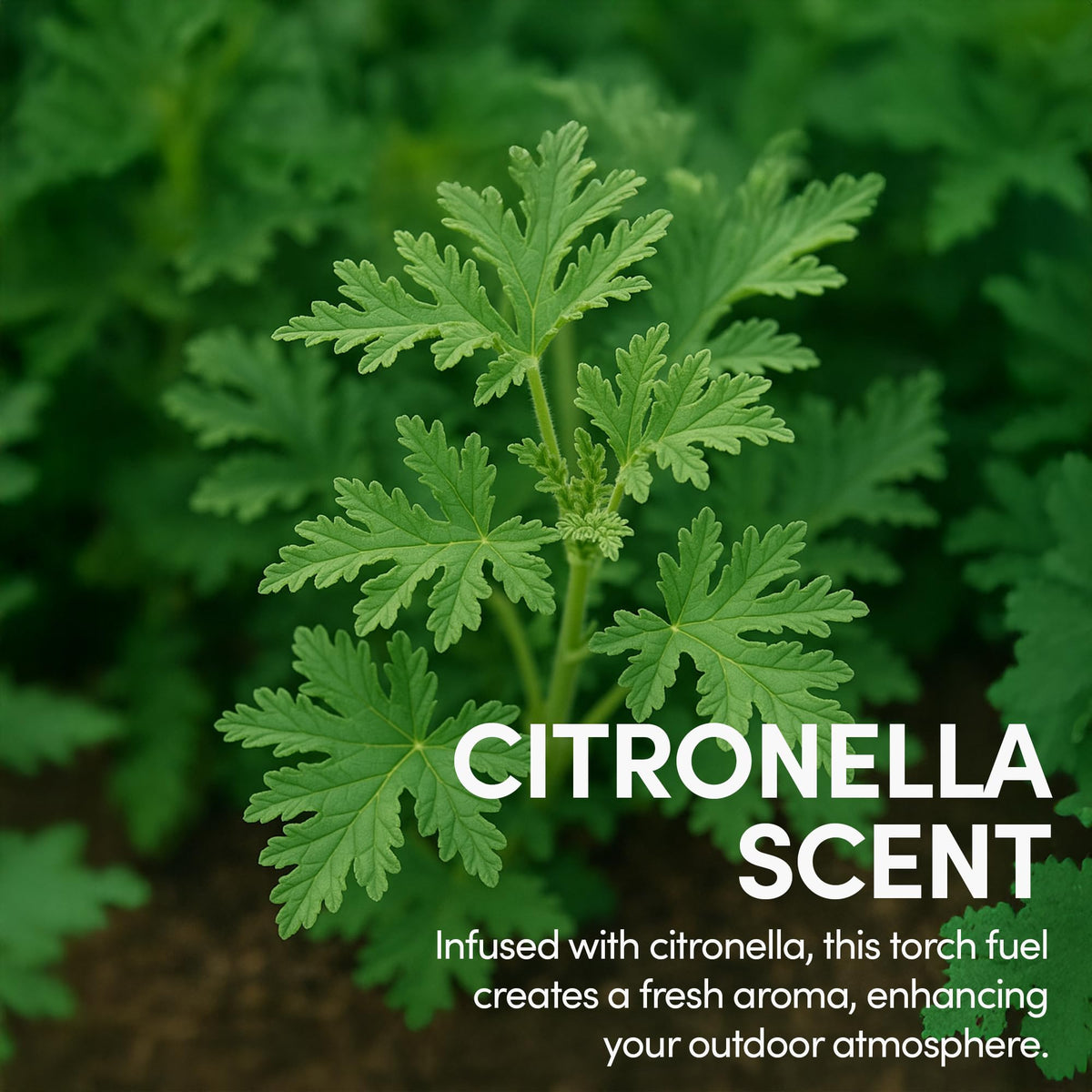 Citronella Torch Fuel 1 Gallon Pack of 2 G7422