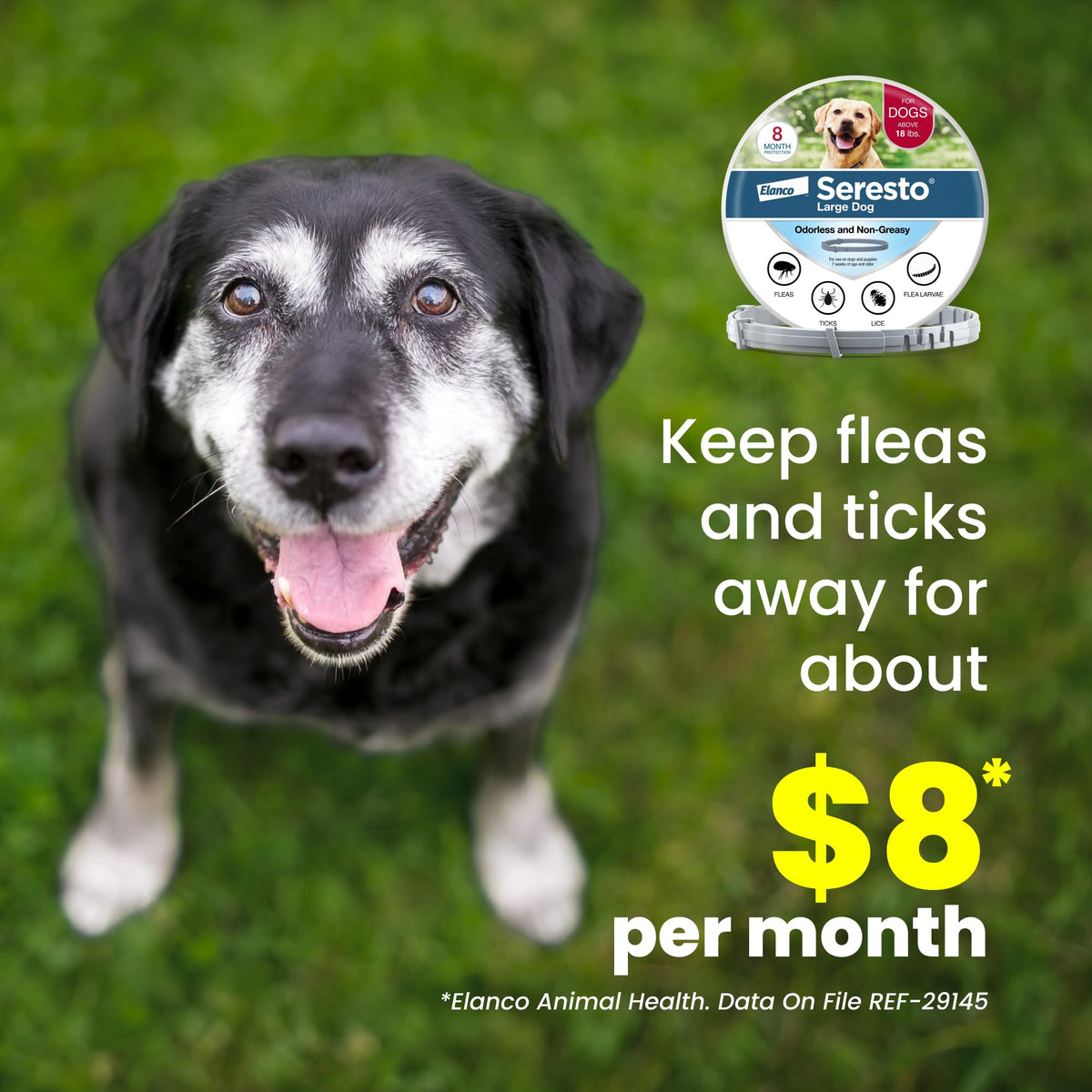 8-Month Flea & Tick Collar for Large Dogs Over 18 lbs K13472